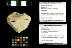 Foto (Objekt + Etiketten) von Mundopsidae indet. 